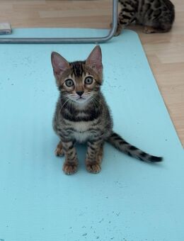 Bengalische Katze - Dortmund