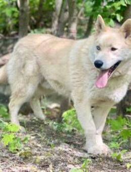 TAIFUN- aktiver Husky Mischling - Mainhardt