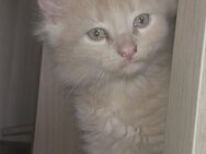 Creme Maine Coon Norweger Kitten Kater Katzenbaby - Kindenheim