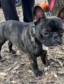 Rico - lustig & freundlich - Lohmar