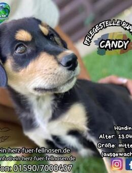 CANDY - take me to the...........home - Waakirchen