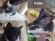 Dringend Zuhause für 2 Katzen mit Kitten gesucht - Bleckede Zentrum