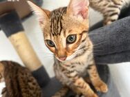 Reinrassige Bengal Kitten - Hamm