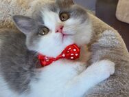 Noch 2 Reinrassige BKH Kitten Frei. - Wurzen Kühren