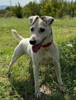 ♥Roki♥ Jacki-Mix, aktiv, liebt Menschen - Hamburg