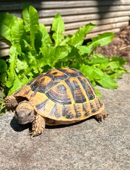 Griechische Landschildkröten Weibchen - Esslingen (Neckar)
