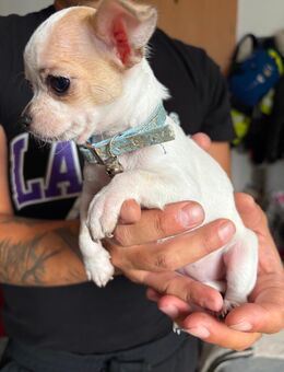 Chihuahua Welpen - Ehningen