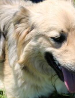 Buzz - wen darf ich lieben, ... - Kissing