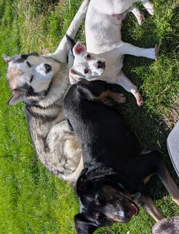 Hunde Welpe : Elisa, Schmusemaus, Französischer Bulldogenmix, Katzen Liebhaberin - Dortmund
