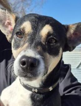 Kevin-sozial,lieb, freundlich, verspielt - Freudenstadt