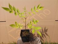Bienenbaum Setzlinge bis zu 50cm Euodia Bienen Baum Honig Imker insektenfreundliche Pflanze als Baum oder Strauch mit weißen Blüten und roten Beeren SWR Vatertag - Pfedelbach