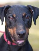 Chapi - Mischling - 4 Jahre - Tierhilfe Franken e.V. in 91207