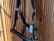 Neues*German Riding Pony Halfter Black/Gold - Grevenbroich