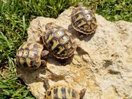Schildkröten (Land) geschlüpft Juli/August 2023 - Bad Arolsen Zentrum
