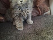 Süße BLH Kitten - Bielefeld Schildesche
