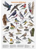 Dobar Vogel-Poster Heimische Wildvögel #98603 in 75217