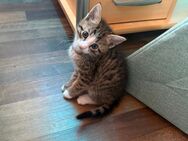 Tabby Kitten - Linnich