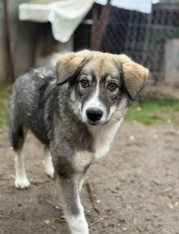 🌸Liebe Foxi sucht dich🌸 - Eislingen (Fils)