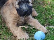 Irish Soft Coated Wheaten Terrier Welpen abzugeben - Wittelshofen