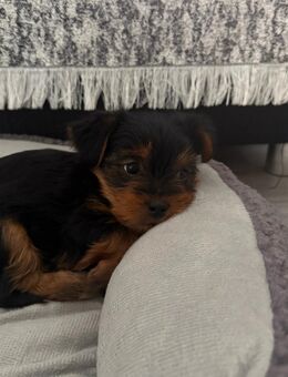 Yorkshire Terrier - Frechen