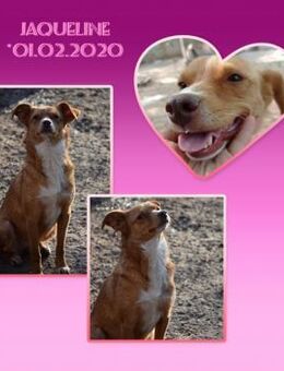 🧡Jaqueline🧡 - Mama von 3 süßen Welpen - Alfeld (Leine)