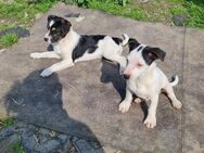 Jack Russel Terrier Welpen 13 Wochen alt - Solingen (Klingenstadt)