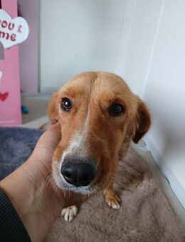 🌸 Sanfte Lara sucht Familie 🌸 - Eislingen (Fils)