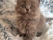 Britisch Langhaar Kitten BLH BKH - Grevenbroich