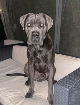 Cane Corso Rüde sucht ein Liebevolles Zuhause - Heubach