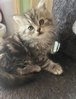 Britische Mix Katzen babys - Euskirchen