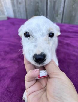 Felix sucht ein neues Körbchen voller Liebe - Leipzig Mitte