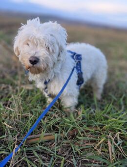 Günther sucht ein Zuhause , ca 30 cm groß sehr ruhig und lieb, schüchtern auch super als Zweithund geeignet - Angern