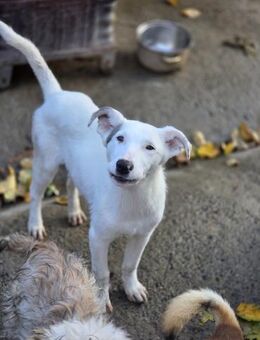 Suzi - neugieriges Hundemädchen (I) - Ludwigshafen (Rhein)