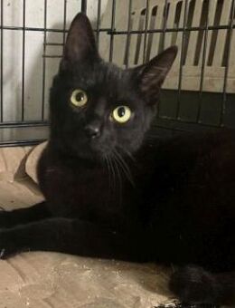 PIERRO aus Griechenland sucht dich - Sehnde