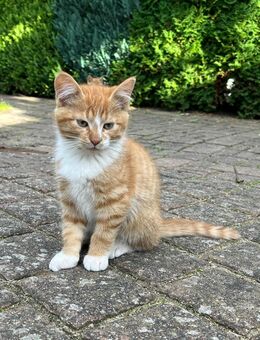 Katzenbabys, Kitten, Kätzchen, Katzenjunge abzugeben - Kröpelin