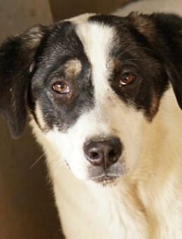 Thundery, geb. ca. 11/2022,Griechenland - Markdorf