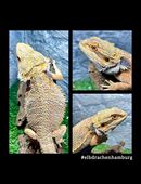 No.4 Citrus Red Blue Bartagamen male (pogona vitticeps) NZ 4-25 in 22175