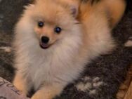 Amelie sucht ihr Für-immer-Zuhause! 🐶❤️ - Kassel