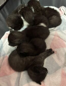 🐾 7 zuckersüße Babykatzen suchen ein Zuhause 🐾 - Helmstedt