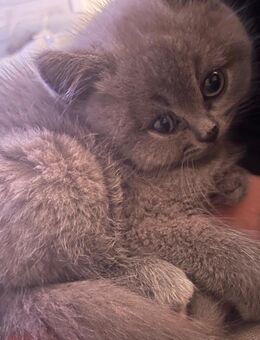 Bkh Kater Blue grau Abgabe ab Sofort - Zinnowitz