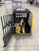 Peugeot/Tesla Kleinmetall Hundebox VarioCage Einzelbox *Borgmann* in 47803