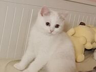 Katze - Lindern (Oldenburg)