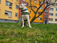 Jung Hund sucht neues liebevolles zuhause - Dresden