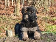 Reinrassige deutsche Schäferhundwelpen - Hoyerhagen