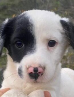 Hanuta, geb. ca. 10/2025, GRIECHENLAND - Euskirchen