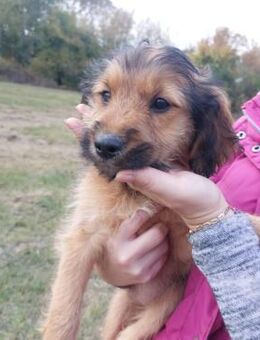 💕Lara💕 sucht ihr großes Glück! 🐾🩷 - Freilassing