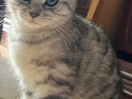BKH Whiskas silver tabby weiblich sucht noch ein neues Zuhause - Berlin Reinickendorf