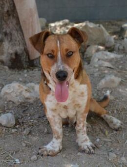 George - Zuhause gesucht - Duisburg