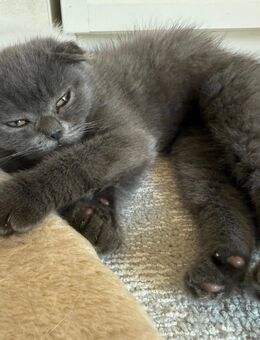 Katzenbabies Perser BKH - Rot (Rot)