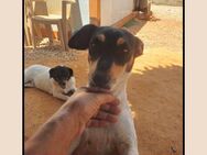 Katzenverträgliche Jack Russell Hündin.. - Meinerzhagen